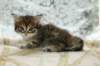 ofirgirlimg_7144_small.jpg