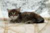 ofirgirlimg_7146_small.jpg
