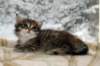ofirgirlimg_7147_small.jpg