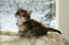 ofirgirlimg_7159_small.jpg