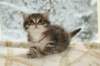 ofirgirlimg_7160_small.jpg