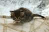 ofirgirlimg_7161_small.jpg