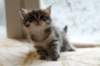 ofirgirlimg_7165_small.jpg