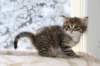 ofirgirlimg_7168_small.jpg