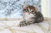 ofirgirlimg_7169_small.jpg