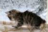 oholibamaimg_7178_small.jpg