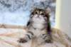 oholibamaimg_7181_small.jpg