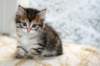oholibamaimg_7187_small.jpg