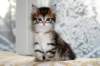 oholibamaimg_7188_small.jpg
