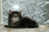 otnielboyimg_7135_small.jpg