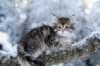 oholibamagirl8weeks29120143_small.jpg