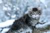 omegaboy8weeks291201420_small.jpg