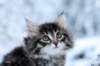 omegaboy8weeks29120148_small.jpg