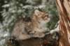 oholibamatytt10viikkoa112201416_small.jpg
