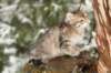 oholibamatytt10viikkoa112201419_small.jpg