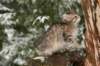 oholibamatytt10viikkoa112201420_small.jpg