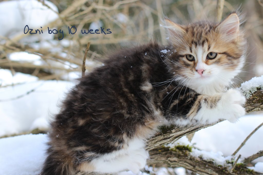 ozni10weeks.jpg