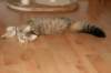 obadja5kksynt2362010_small.jpg
