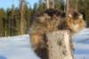 odin7kk3vi23225_small.jpg