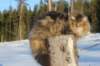 odin7kk3vi23226_small.jpg