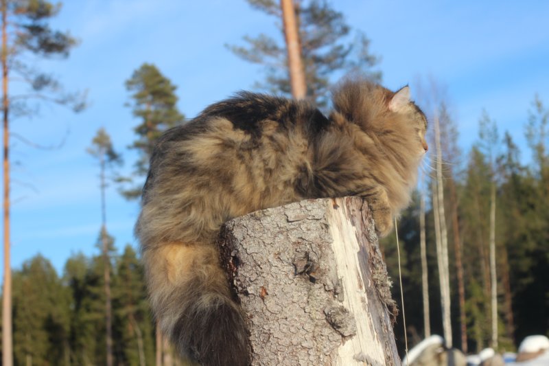 odin7kk3vi23234.jpg