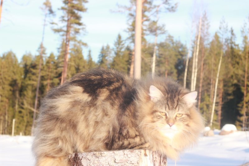 odin7kk3vi23261.jpg