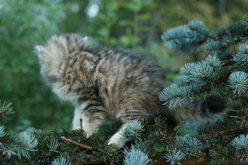 oraleegirlavailableforbreedingoraleehasverystrongbodystronglegsandbigpawswarmcoatcolorandpromisingcoattexture17.jpg