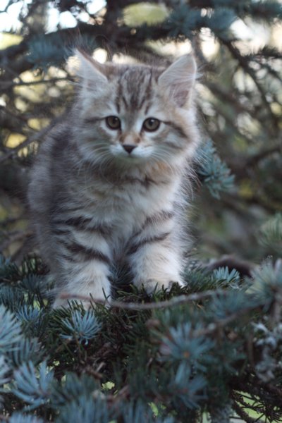 oraleegirlavailableforbreedingoraleehasverystrongbodystronglegsandbigpawswarmcoatcolorandpromisingcoattexture24.jpg