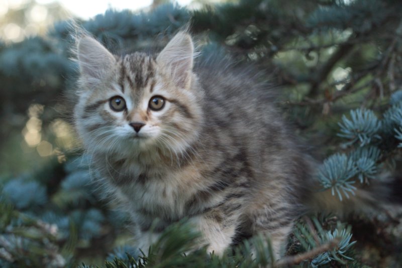 oraleegirlavailableforbreedingoraleehasverystrongbodystronglegsandbigpawswarmcoatcolorandpromisingcoattexture27.jpg