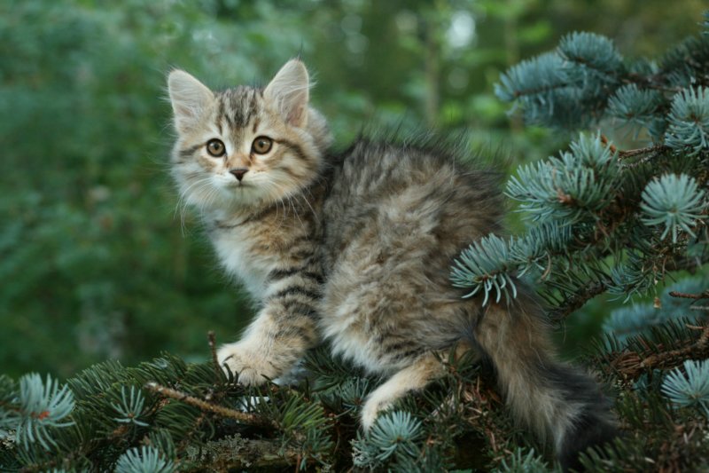 oraleegirlavailableforbreedingoraleehasverystrongbodystronglegsandbigpawswarmcoatcolorandpromisingcoattexture3.jpg
