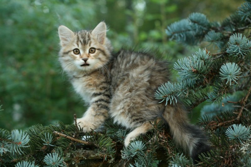 oraleegirlavailableforbreedingoraleehasverystrongbodystronglegsandbigpawswarmcoatcolorandpromisingcoattexture4.jpg