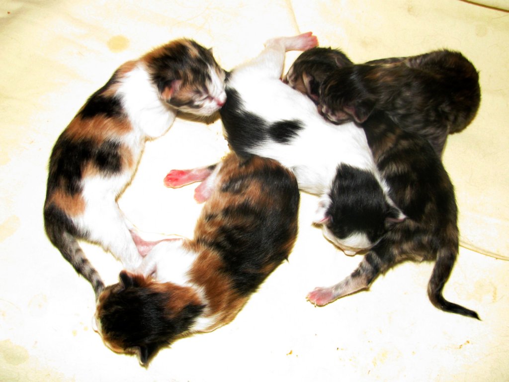amurinp2litteramurinp2pentuedob31220132.jpg
