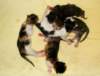 amurinp2litteramurinp2pentuedob31220133_small.jpg
