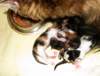 amurinp2litteramurinp2pentuedob31220134_small.jpg