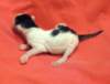 boybrownmackerelorclassictabbyharlequinsibn2223022_small.jpg