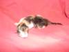 girltorbieclassicmackerelortabbywithwhitesibf22232_small.jpg