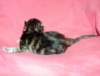 girltorbieclassictabbysibf223_small.jpg