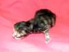 girltorbieclassictabbysibf227_small.jpg