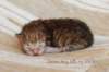 peterboysibny23249_small.jpg