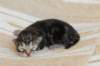 phebesibn227_small.jpg