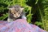 paulosboy4weeks16_small.jpg