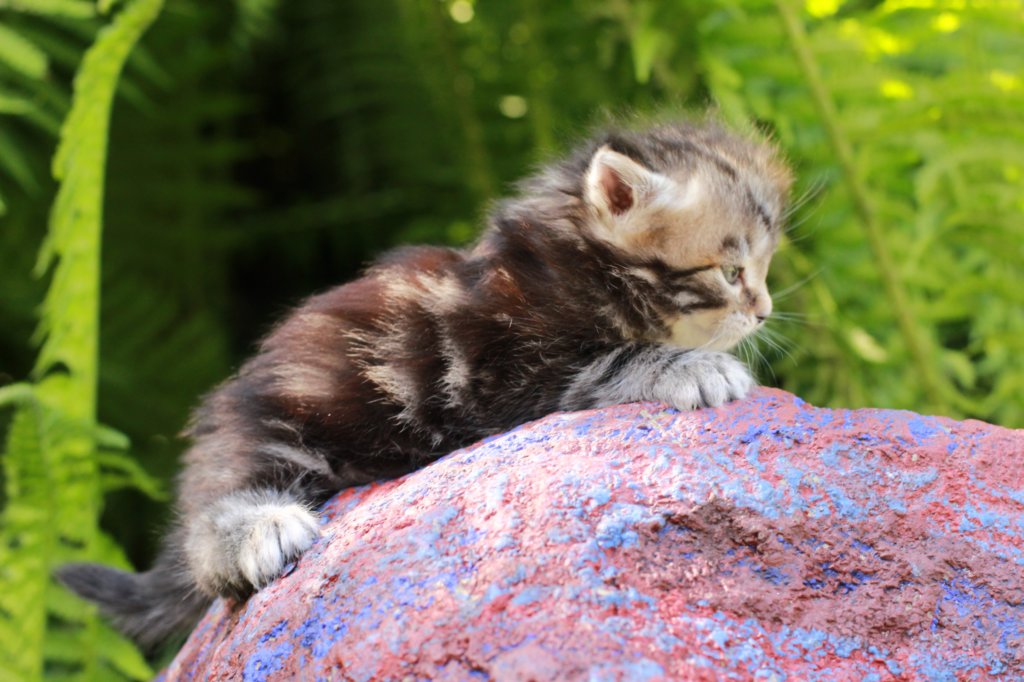 paulosboy4weeks3.jpg