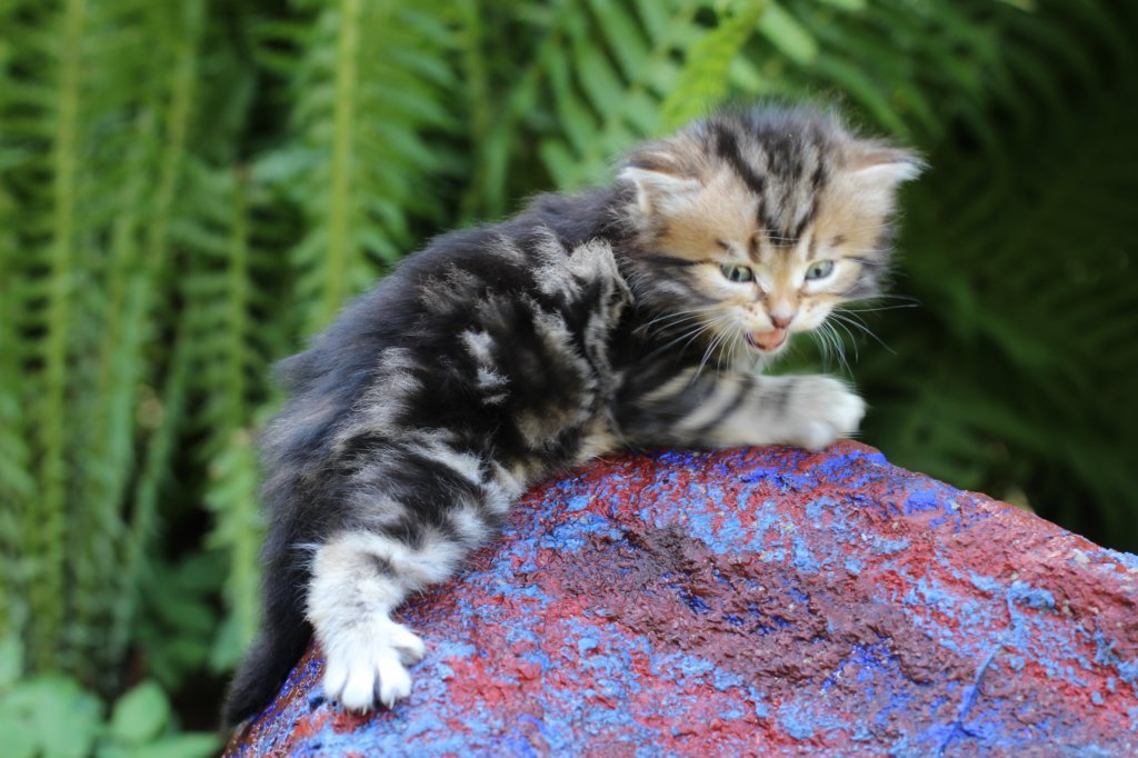 pelegboy4weeks10.jpg