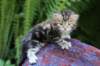 pelegboy4weeks11_small.jpg