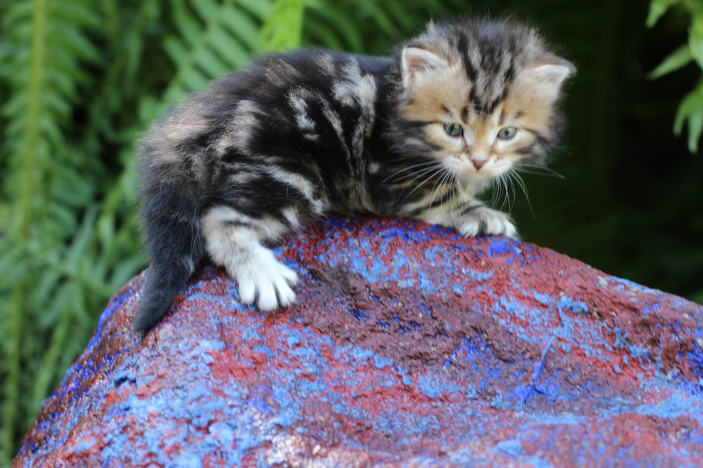 pelegboy4weeks12.jpg