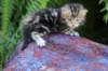 pelegboy4weeks12_small.jpg