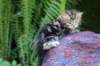 pelegboy4weeks13_small.jpg