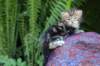 pelegboy4weeks14_small.jpg