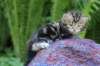 pelegboy4weeks16_small.jpg