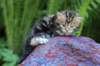 pelegboy4weeks17_small.jpg